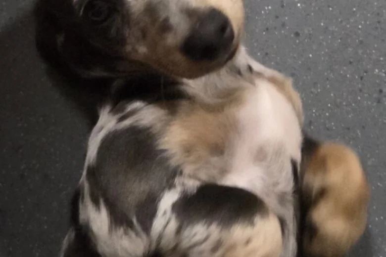 Dachshund (Smooth Haired)