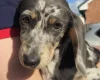 Dachshund (Smooth Haired)