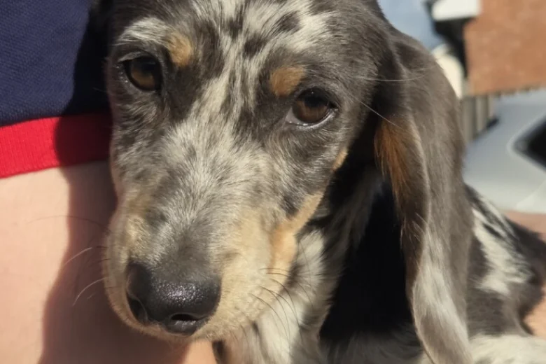 Dachshund (Smooth Haired)