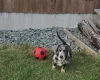 Dachshund (Smooth Haired)