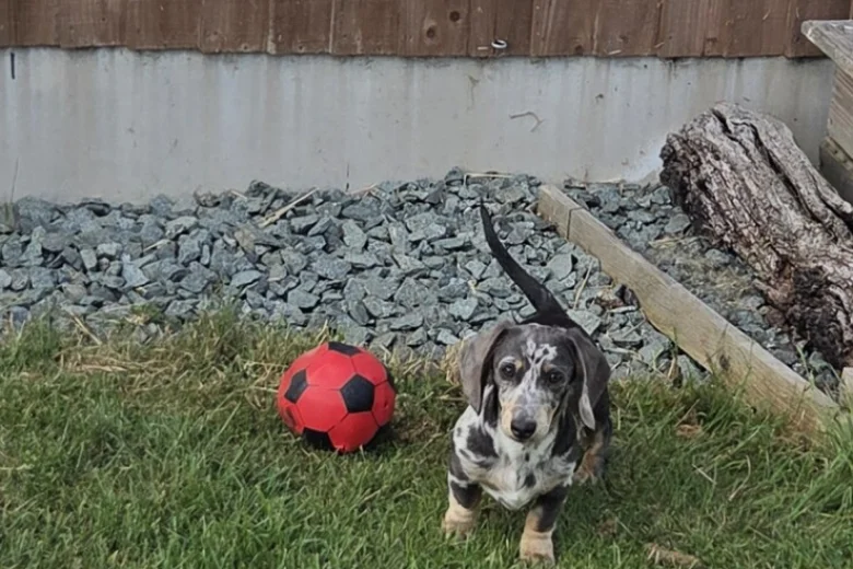 Dachshund (Smooth Haired)
