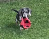 Dachshund (Smooth Haired)