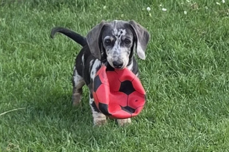Dachshund (Smooth Haired)
