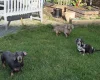 Dachshund (Smooth Haired)