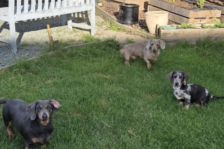 Dachshund (Smooth Haired)