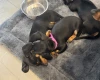 Dachshund (Smooth Haired)