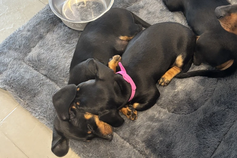 Dachshund (Smooth Haired)
