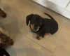 Dachshund (Smooth Haired)