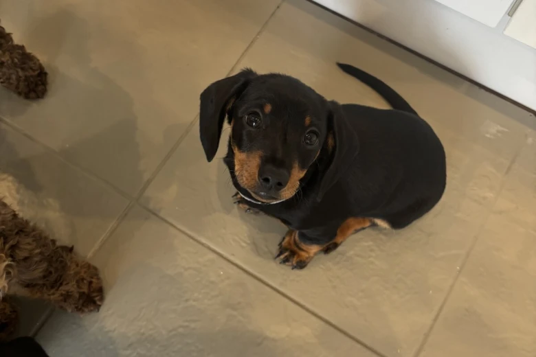 Dachshund (Smooth Haired)