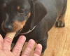 Dachshund (Smooth Haired)