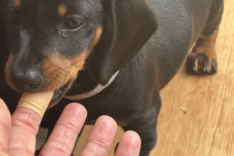 Dachshund (Smooth Haired)