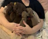 Dachshund (Smooth Haired)