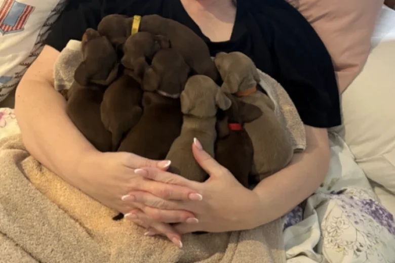 Dachshund (Smooth Haired)