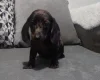 Dachshund (Smooth Haired)