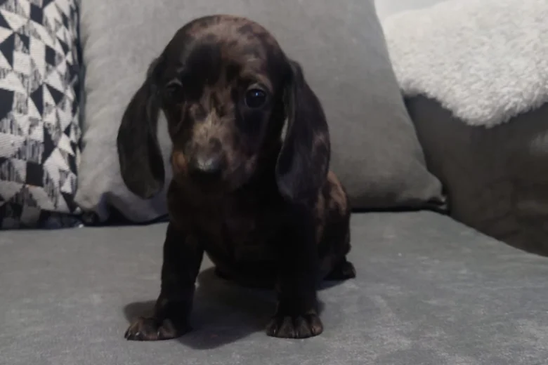 Dachshund (Smooth Haired)
