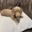 Dachshund (Smooth Haired)