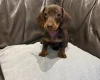 Dachshund (Smooth Haired)