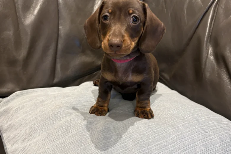 Dachshund (Smooth Haired)