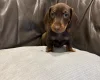 Dachshund (Smooth Haired)