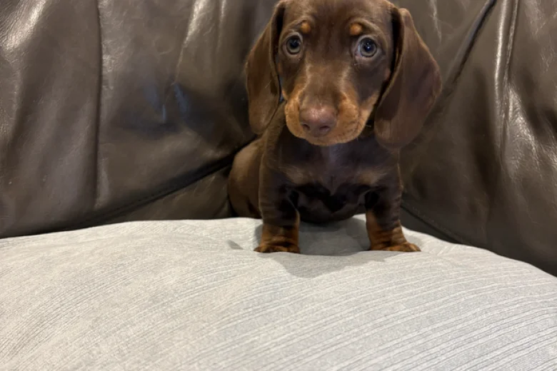Dachshund (Smooth Haired)
