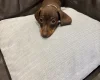 Dachshund (Smooth Haired)