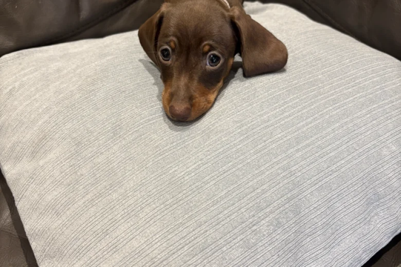 Dachshund (Smooth Haired)
