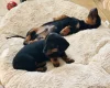 Dachshund (Smooth Haired)