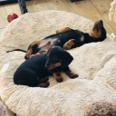 Dachshund (Smooth Haired)