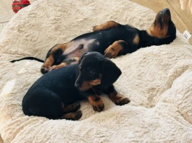 Dachshund (Smooth Haired)
