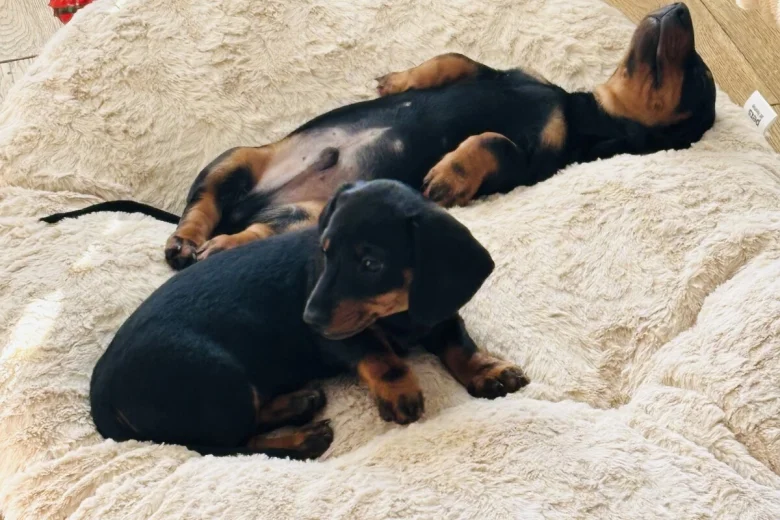 Dachshund (Smooth Haired)