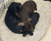 Dachshund (Smooth Haired)