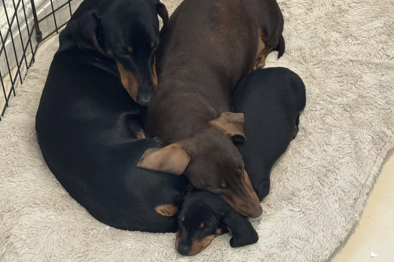 Dachshund (Smooth Haired)