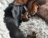 Dachshund (Smooth Haired)