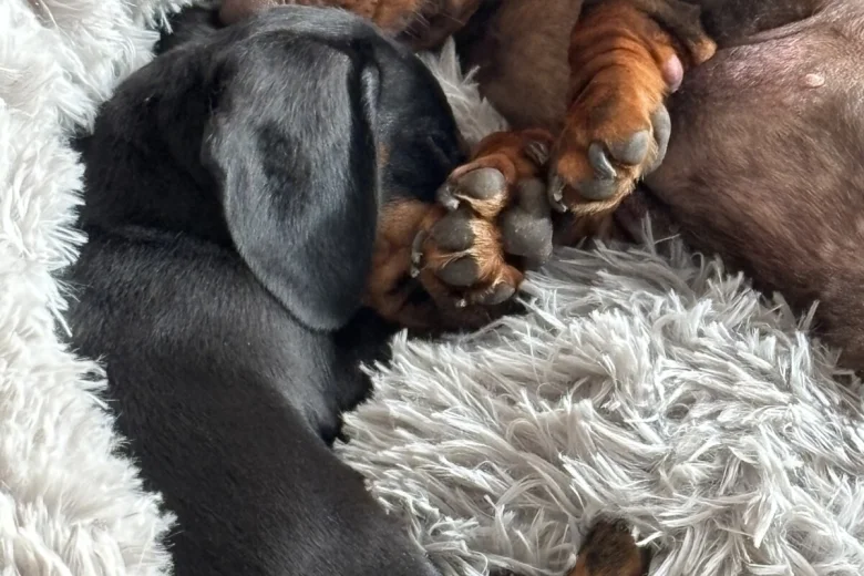 Dachshund (Smooth Haired)
