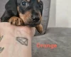 Mixed Breed