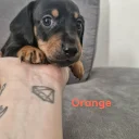 Mixed Breed