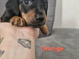 Mixed Breed