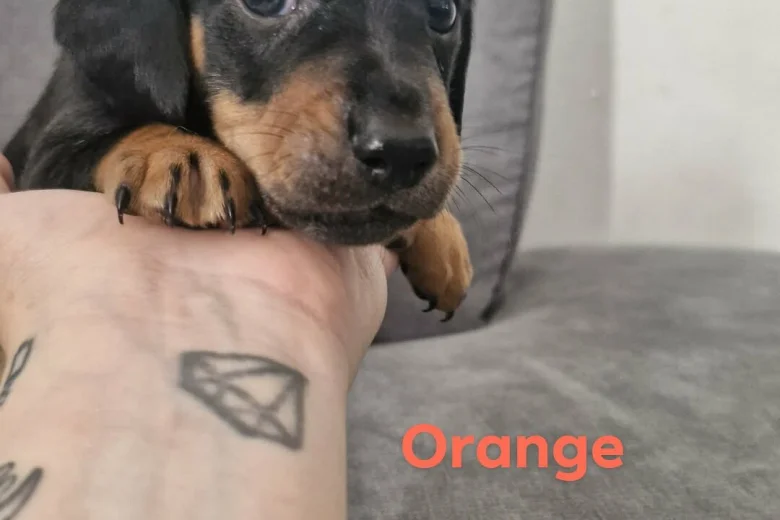 Mixed Breed
