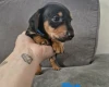 Mixed Breed