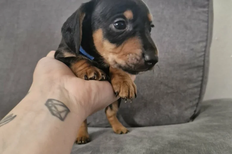 Mixed Breed