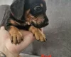 Mixed Breed