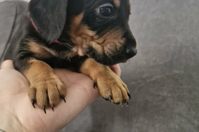 Mixed Breed