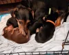 Mixed Breed