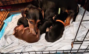 Mixed Breed