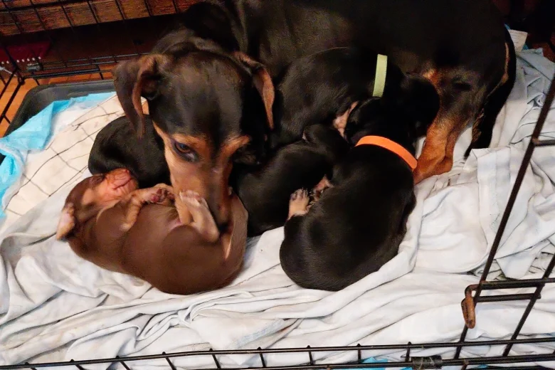 Mixed Breed