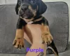 Mixed Breed