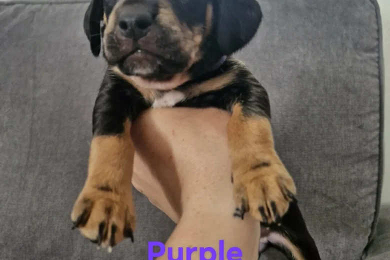 Mixed Breed