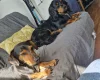 Mixed Breed
