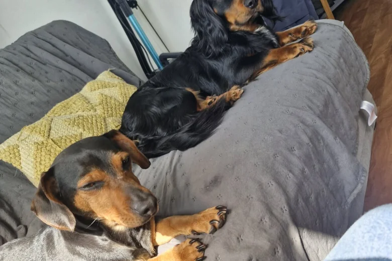 Mixed Breed