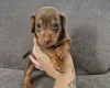 Mixed Breed